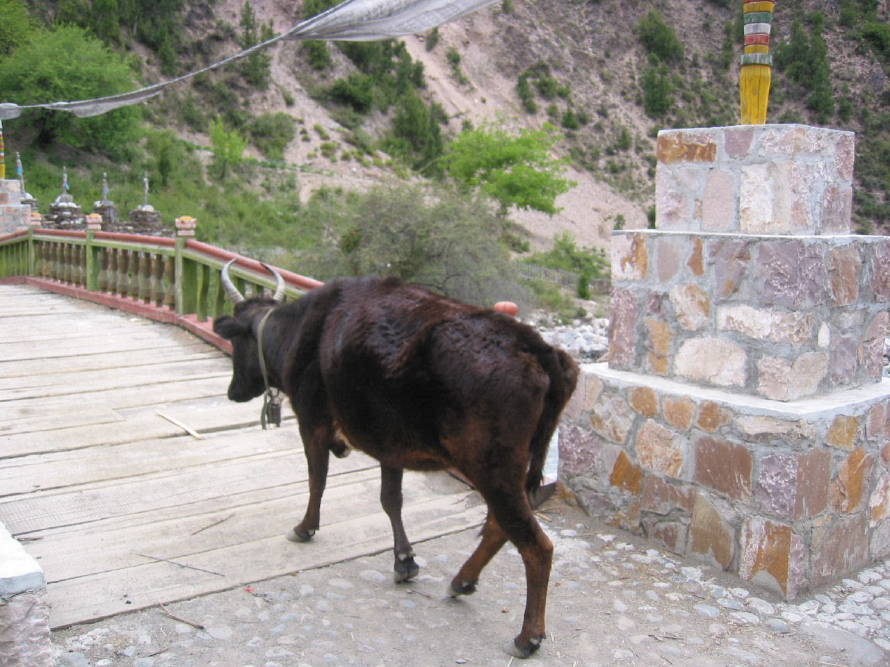 y4030069.jpg
