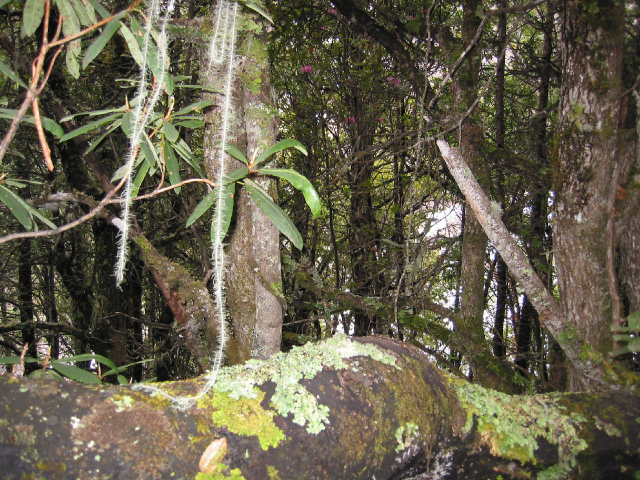 y4030081.jpg