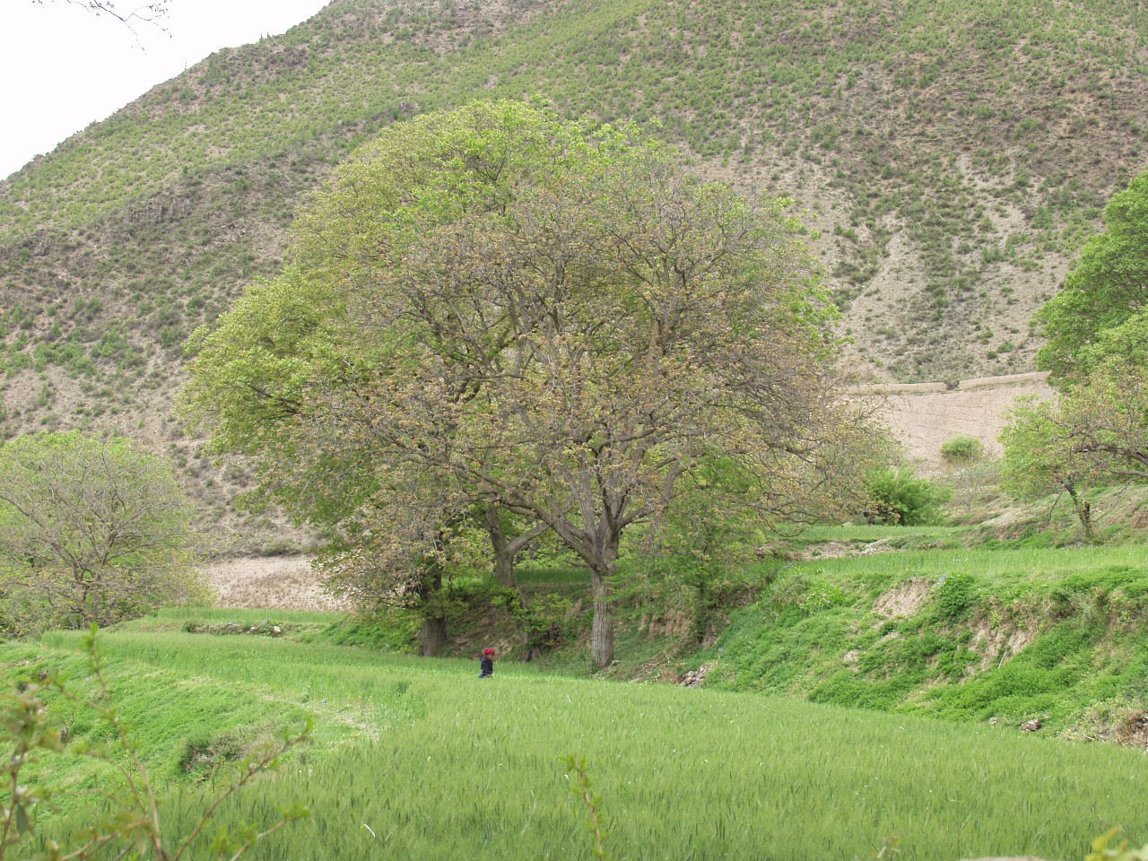 y4030283.jpg