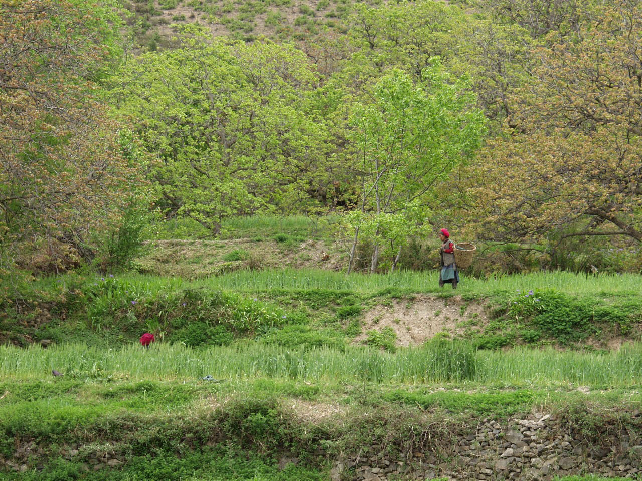 y4030284.jpg