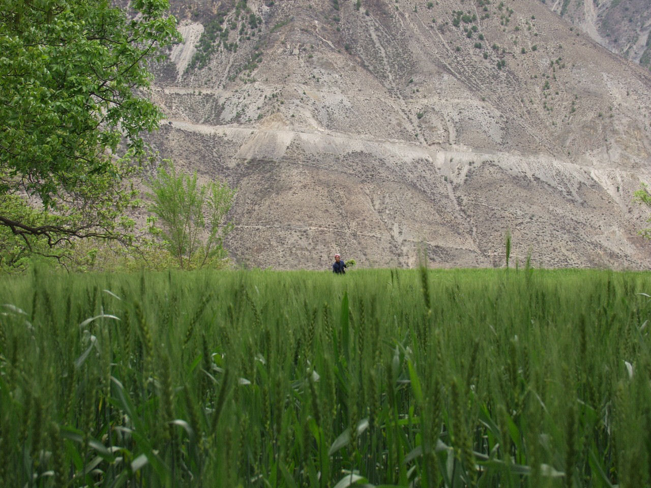 y4030286.jpg
