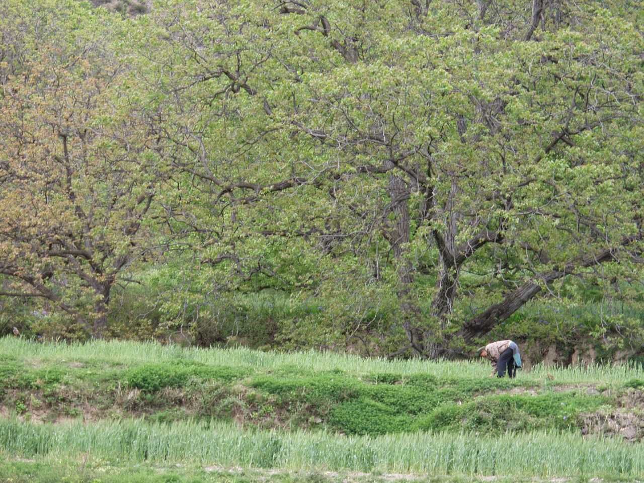 y4030298.jpg