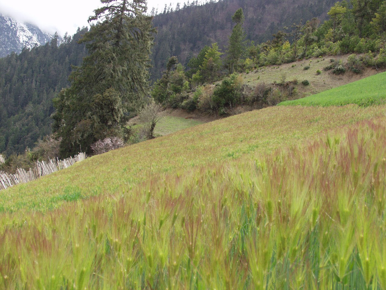 y4030319.jpg